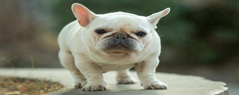 Does Fadou not recognize its owner?