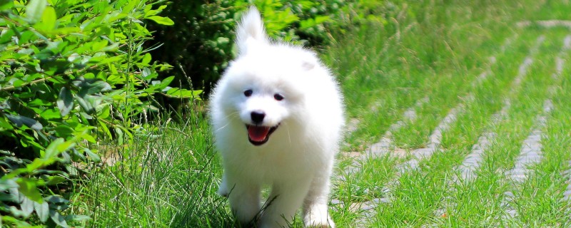 Can Samoyed dogs recognize their owners?