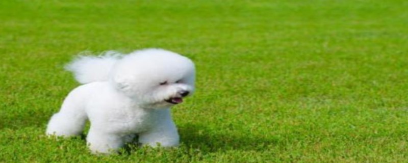 Does Bichon Frize recognize its owner?