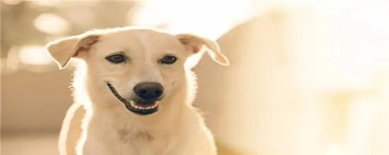 Do adult puppies recognize their owners?