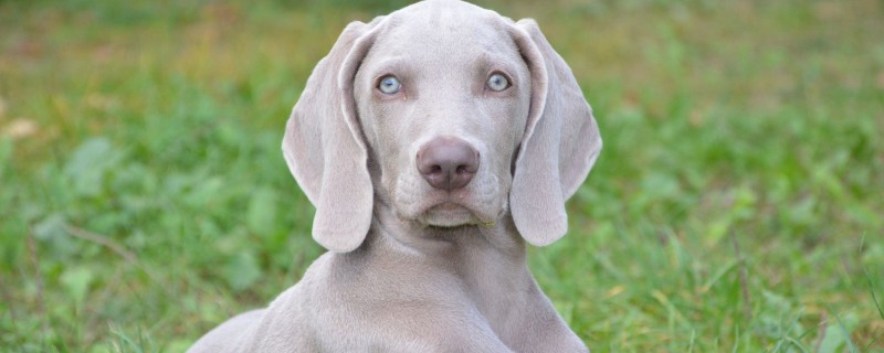Does the Weimaraner recognize its owner?