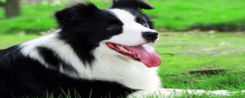 Do border collies recognize their owners?