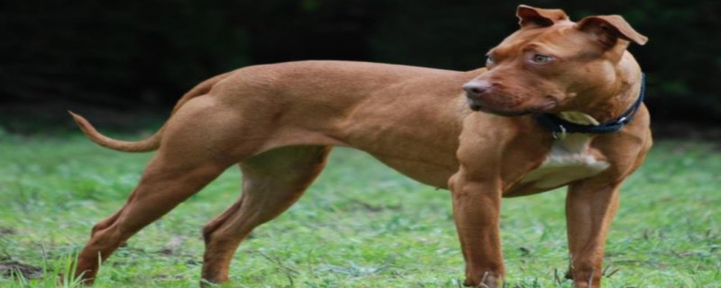 Will Bit recognize a new owner?