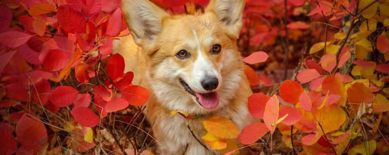 Reasons for Dogs' Fur Turning Red