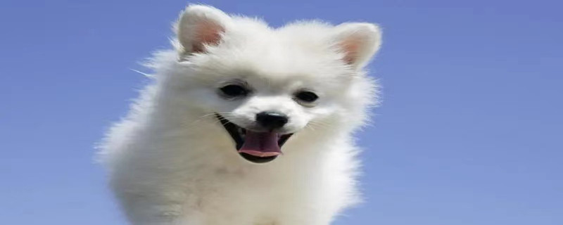 Dog abdominal tumor is hard to touch