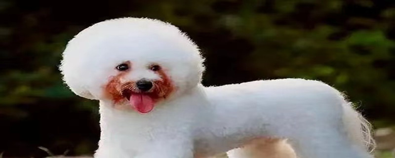 What to do if the Bichon Frize has tear stains, how to improve the tear stains of the Bichon Frize