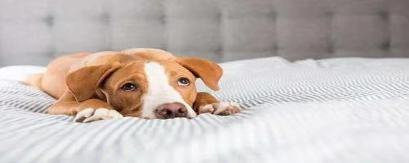 Dog poop is wrapped in something like a casing