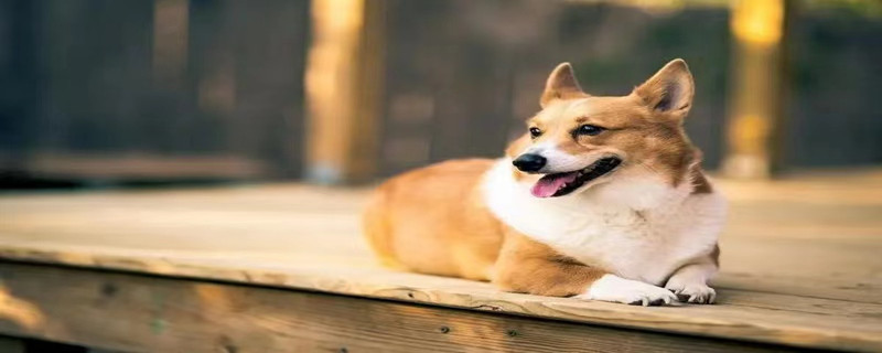 What's the matter with the dog's chest cavity