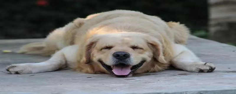 Dog panting without strenuous exercise