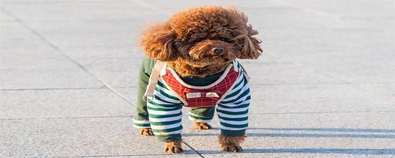 How to see the blood line on the dog's black nails