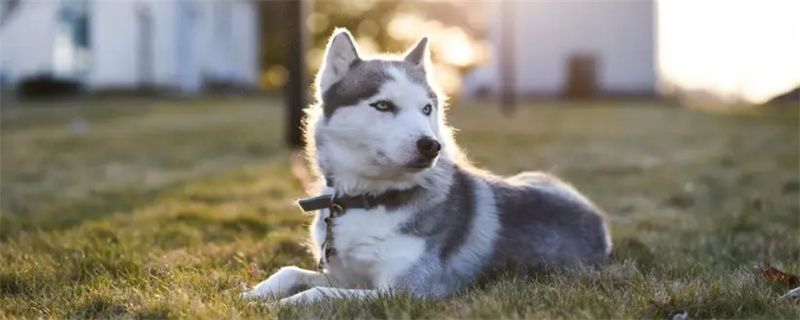 How to treat dog kennel cough