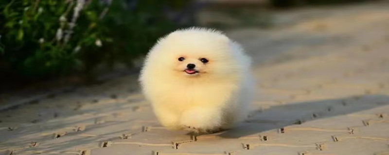 Puppy died of amoxicillin