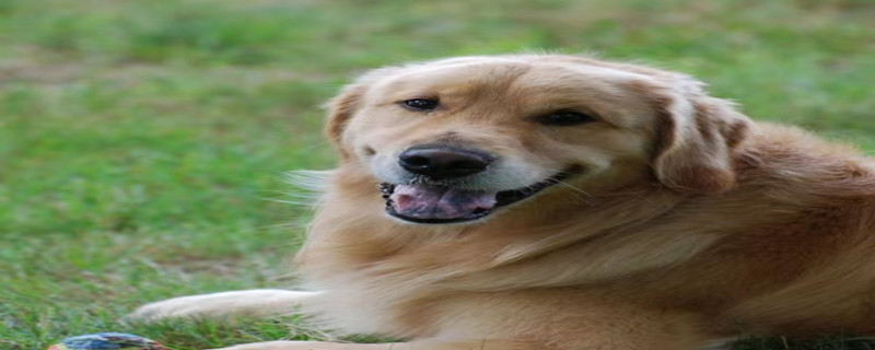 How to remove body odor from golden retriever