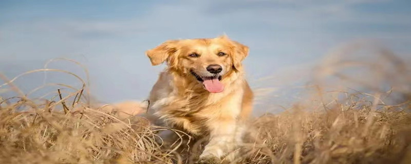 Golden Retriever twitches and foams at the mouth