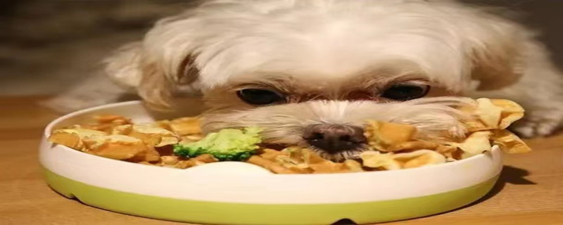 Dog shakes head intermittently