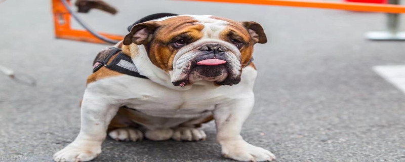 Oral Tumors in Dogs