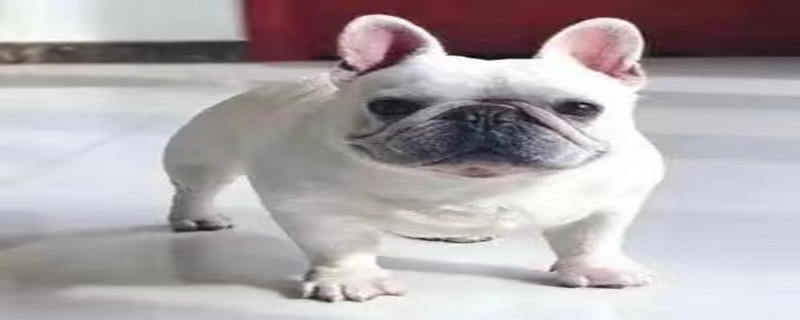 The dog knows to urinate at a fixed point and still urinates everywhere