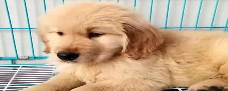 What Are Normal Dog Breasts?