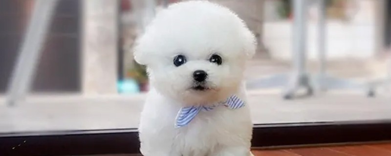 What is the reason for the red eyes of the dog?