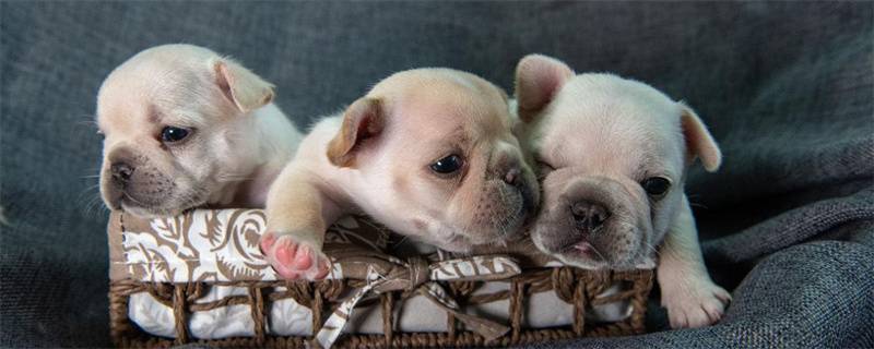 The difference between calcium deficiency convulsions and canine distemper convulsions in puppies