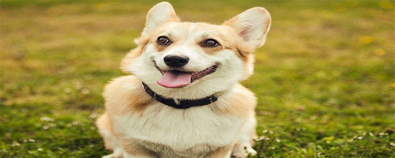 What to use instead of dog bath