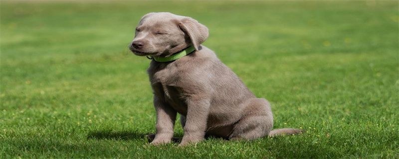 How to get canine distemper