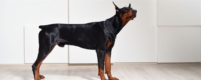 What to do if the dog swallows a peach pit
