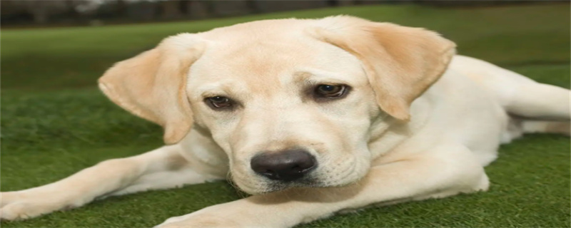 Labrador can take a bath