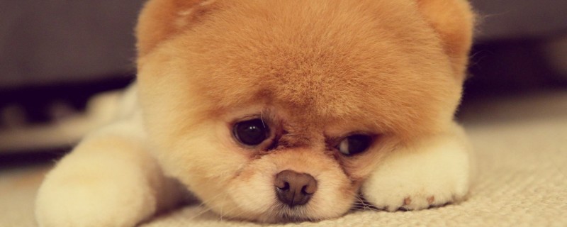 Do Dogs Know Their Owners?