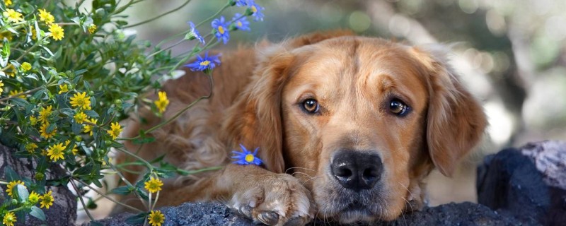 Do Senior Dogs Recognize Their Owners?