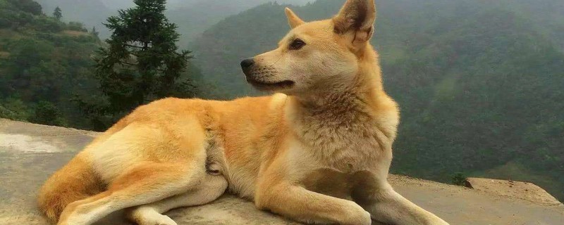 Does the adult native dog recognize the new owner?