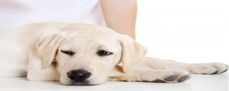 dog indigestion