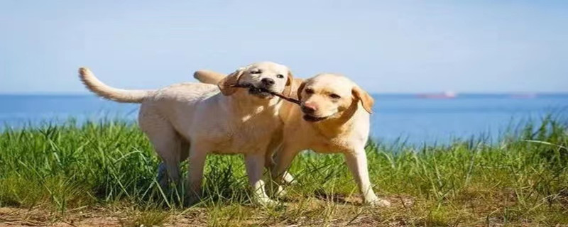 dog bleeding after period