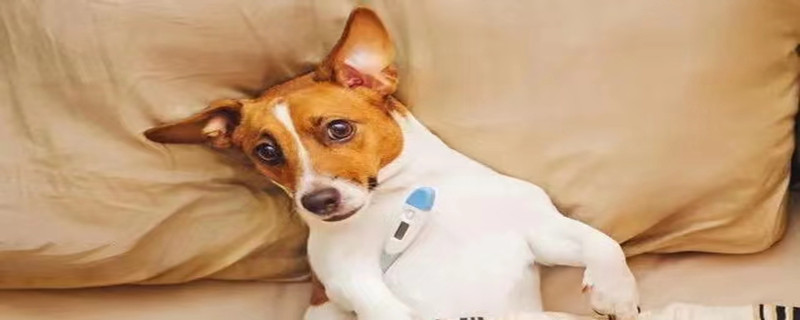 The sound of water in the dog's belly is very loud