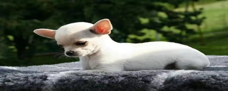 Do chihuahuas like to be cuddled?