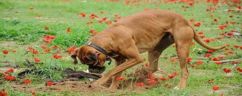 When should puppies be vaccinated against rabies?