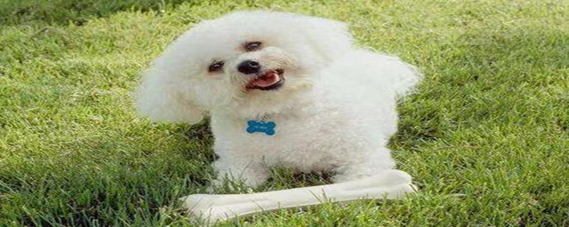 Is Bichon Frize afraid of the cold when sleeping in winter?