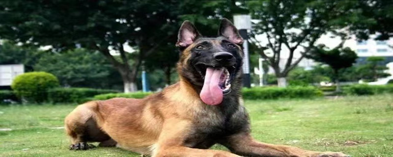 Why German Shepherds Can't Beat Horse Dogs