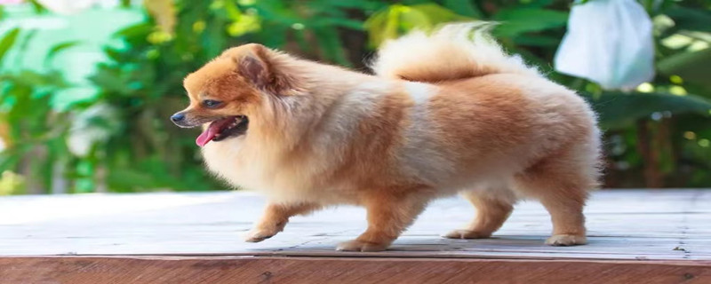 Does Pomeranian hold grudges?