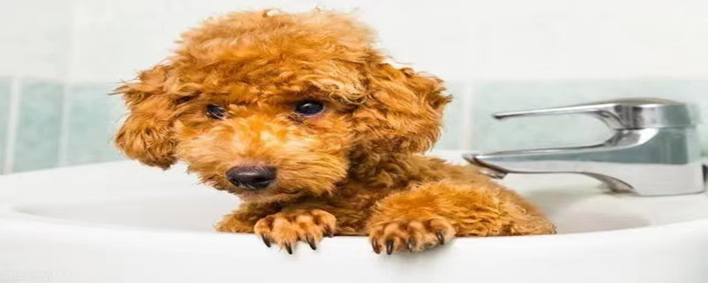 What is the reason for Teddy's diarrhea?