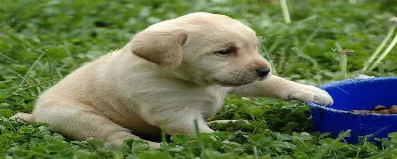How to raise a puppy Labrador