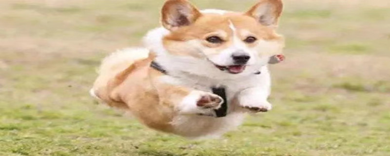 Dog behavior before defecation