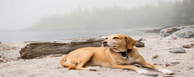 dog vomiting and diarrhea