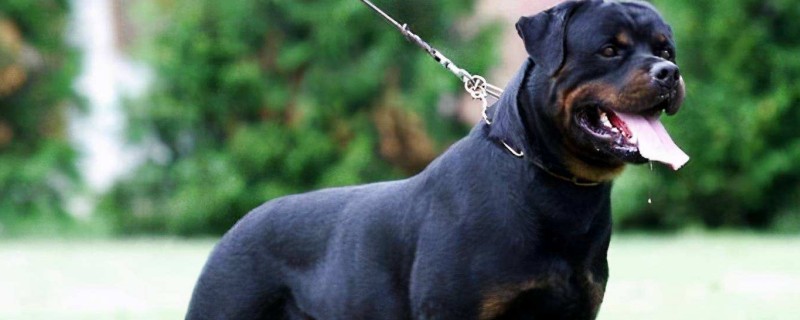 Does the Rottweiler recognize its owner?