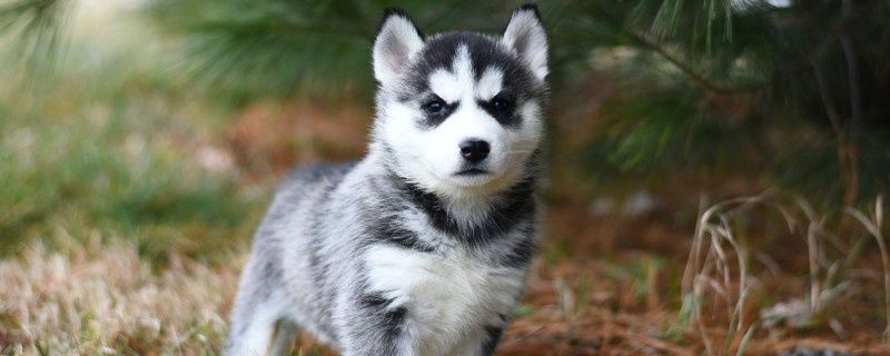 Causes of Calcium Deficiency in Dogs