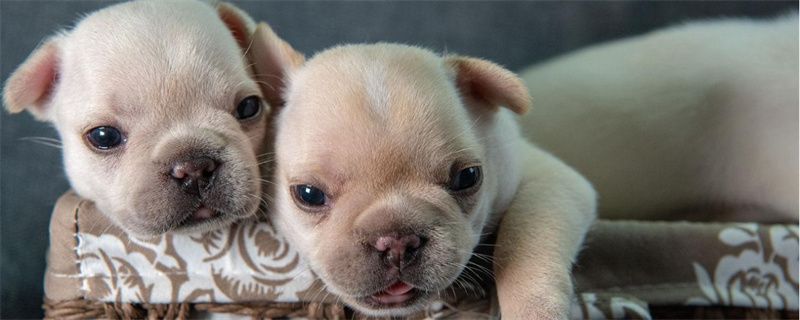 Symptoms of dog stomatitis