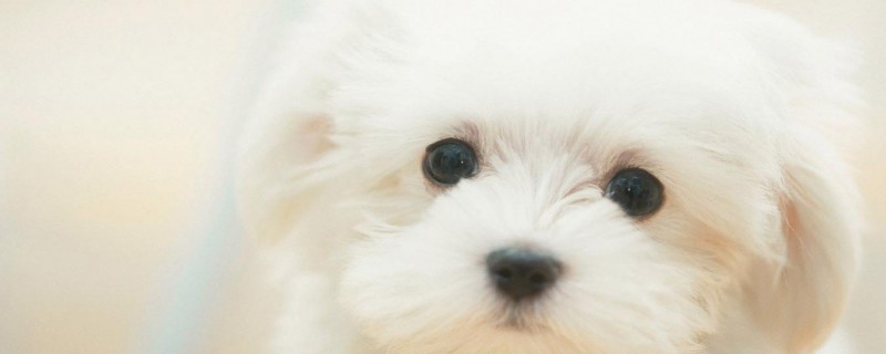 Does the puppy recognize the owner just after the full moon?