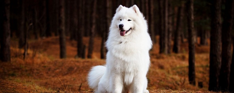 Does the raised Samoyed recognize its owner?