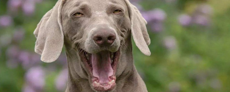 Do Weimaraners recognize their owners?