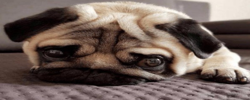 Do dogs recognize their owners after being beaten?